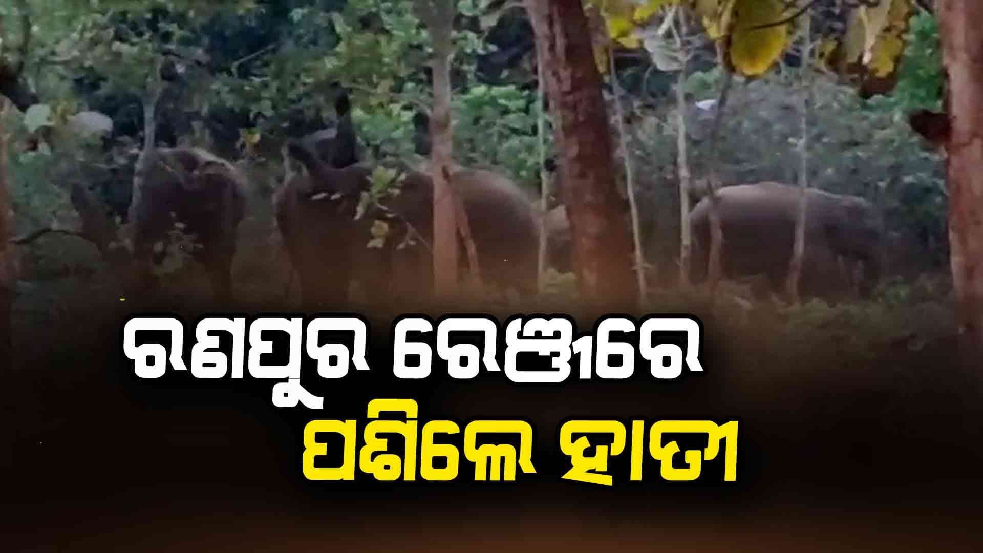 ରଣପୁର ବନାଞ୍ଚଳରେ ପଶିଲେ ୧୪ଟିକିଆ ହାତୀପଲ 