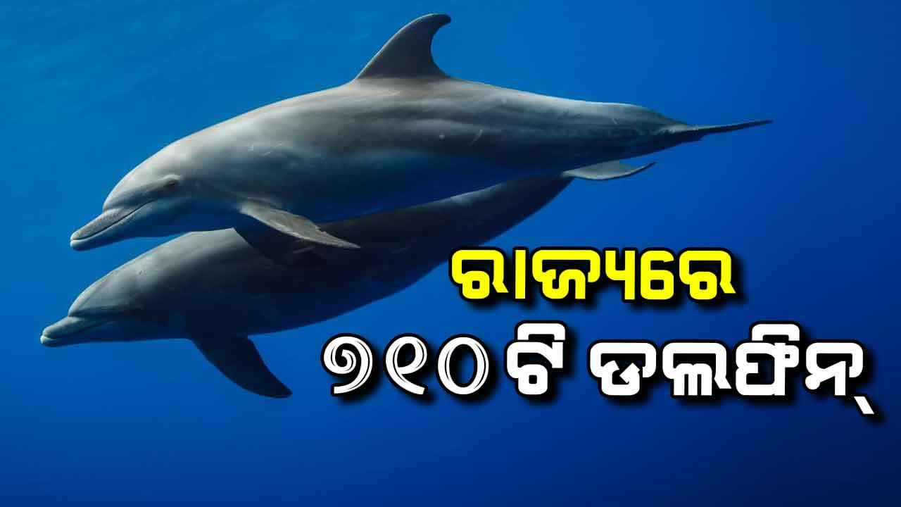 ଭିତରକନିକାରେ ଚାରି ପ୍ରଜାତିର ଡଲ୍‌ଫିନ୍‌, ଓଡିଶାରେ ୭୧୦ଟି ଡଲଫିନ୍ 