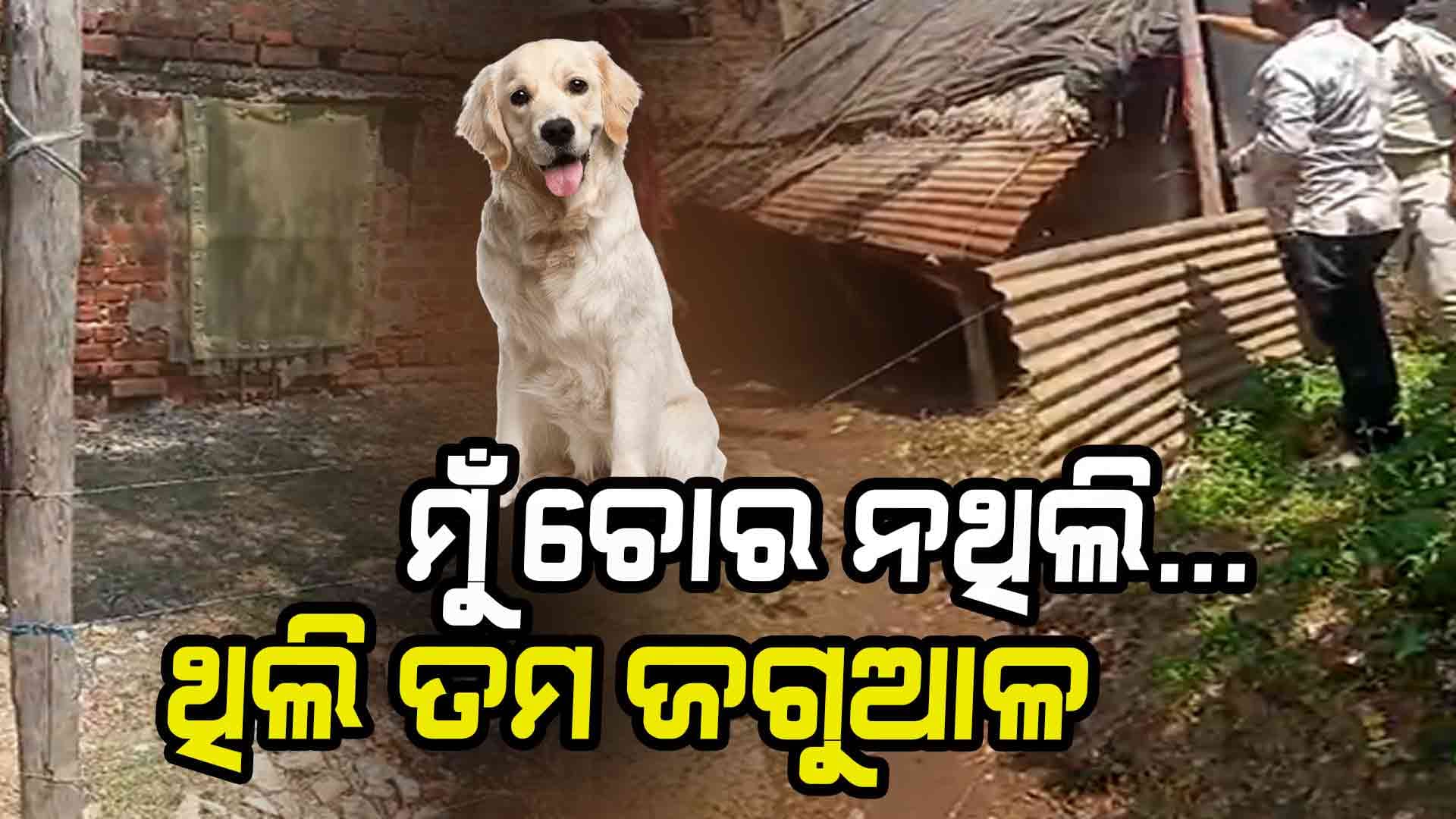 ଚୋରି ରୋକିବାକୁ ବାଡ଼ିରେ ବୁଲାଇଥିଲେ ବିଦ୍ୟୁତ୍ ତାର, ଚାଲିଗଲା କୁକୁର ଜୀବନ