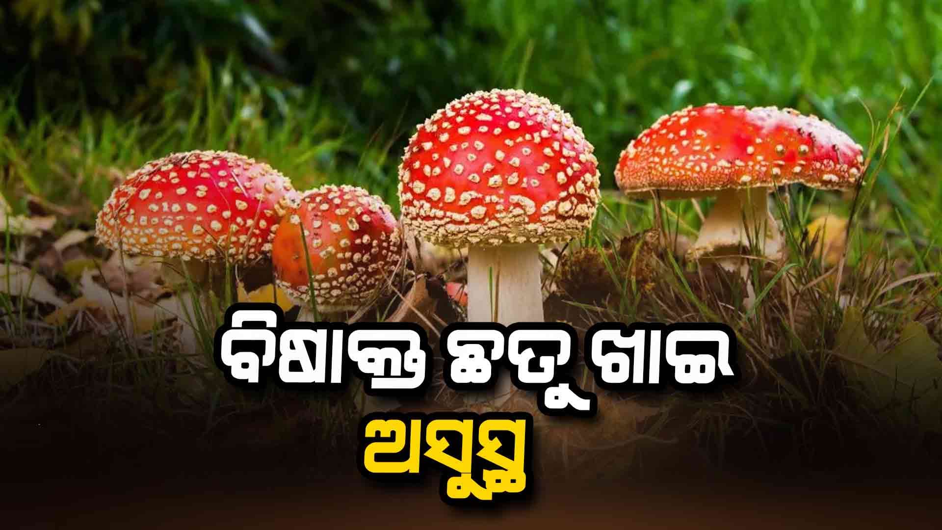 ମାଲକାନଗିରି ଜୟପୁରିଆଗୁଡାରେ ବିଷାକ୍ତ ଛତୁ ଖାଇ ୨୫ ଅସୁସ୍ଥ 