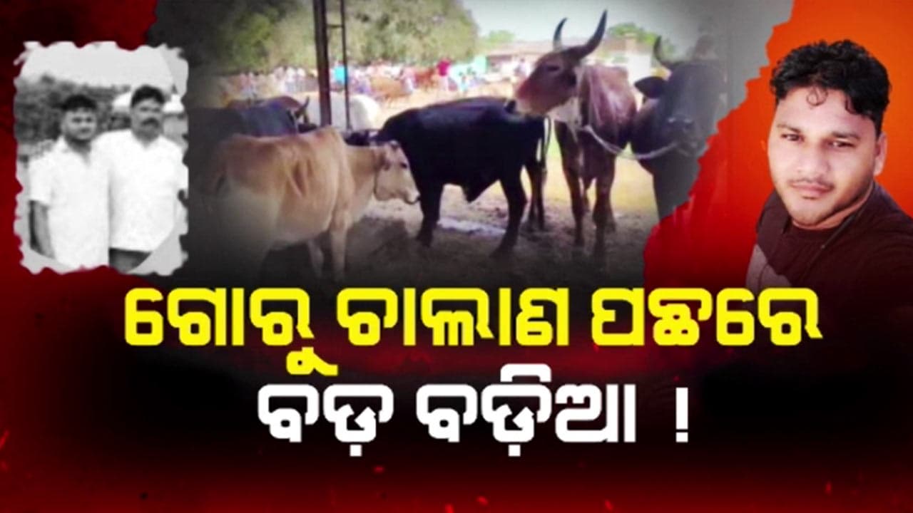 ପଶ୍ଚିମ ଓଡ଼ିଶାରୁ ପଶ୍ଚିମବଙ୍ଗ, ଗୋ ଚାଲାଣର ନୂଆ ରୁଟ୍ ! ମାଫିଆଙ୍କ ଲିଙ୍କ୍‌ରେ BJD ନେତା