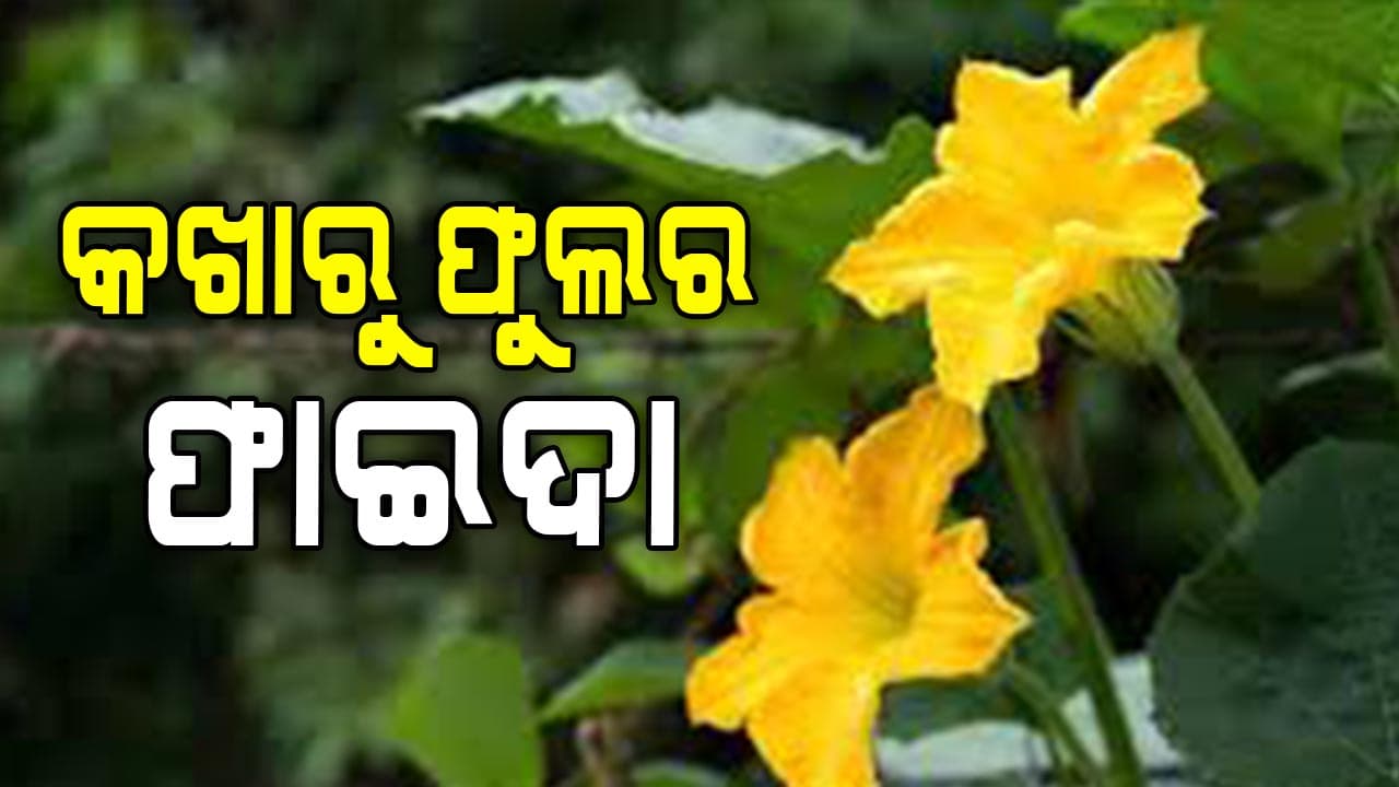 କଖାରୁ ଫୁଲରେ ରହିଛି ଏହି ଭିଟାମିନ୍‌...