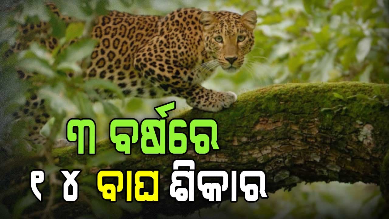 ଓଡ଼ିଶାରେ ମାତିଛନ୍ତି ବନ୍ୟଜନ୍ତୁ ଶିକାରୀ: ମୃତ ବାଘ ସଂଖ୍ୟାଠୁ ଜବତ ହେଉଛି ଅଧିକ ଛାଲ  