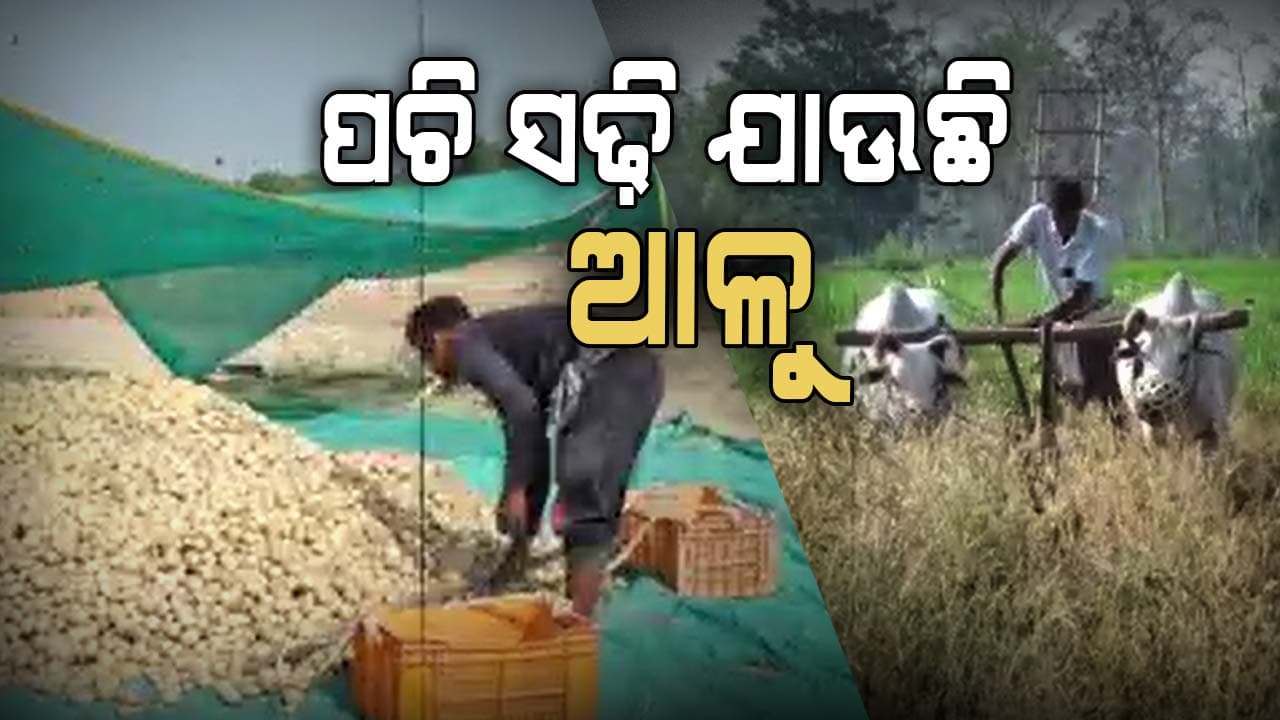୨୪ ବର୍ଷ ଶାସନ କଲେ, ହେଲେ ଚାଷୀ ଏବେ ବି କାନ୍ଦୁଛି