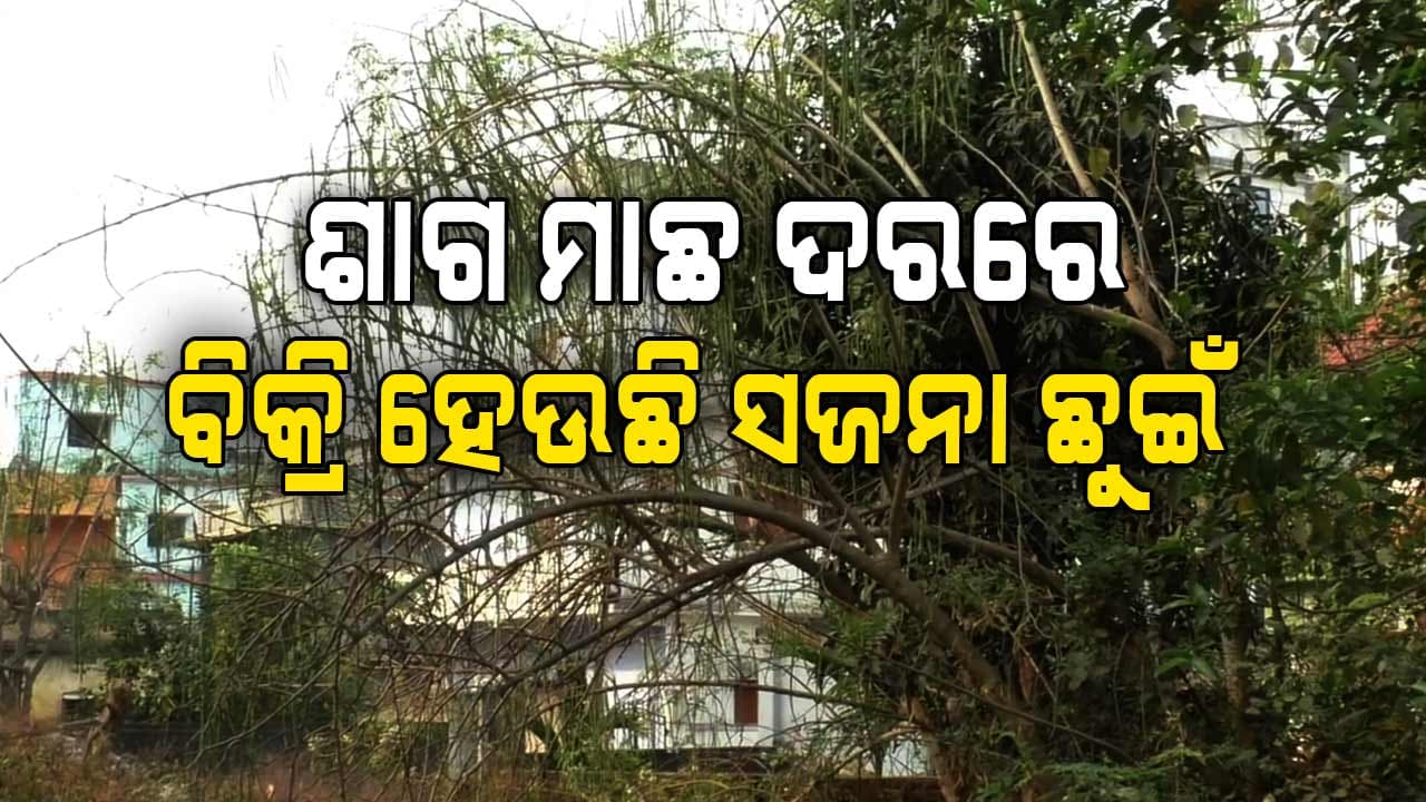 ସଜନା ଛୁଇଁ ଯାହାକୁ ଯେତେ ହେଲେ ସାଇତିବାକୁ ନାହିଁ ଶୀତଳ ଭଣ୍ଡାର 