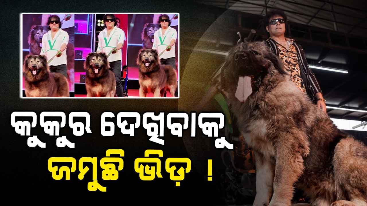 ରେଡ୍‌ କାର୍ପେଟ୍‌ରେ ଚାଲୁଛି କୁକୁର, ଦାମ ୫୫ କିଲେ ସୁନା ସହ ସମାନ ! 