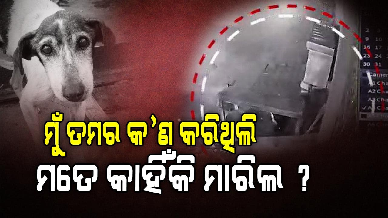 କୁକୁରକୁ ଗୋଡେଇ ଗୋଡେଇ ହାଣିଲେ ଯୁବକ