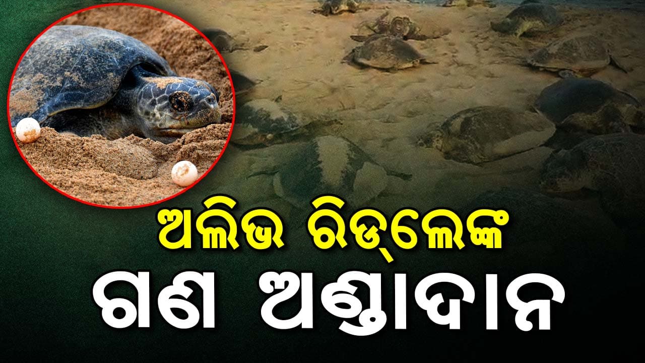 ଋଷିକୁଲ୍ୟା ମୁହାଣରେ ଅଲିଭ୍‌ ରିଡ଼ଲେଙ୍କ ଗଣ ଅଣ୍ଡାଦାନ