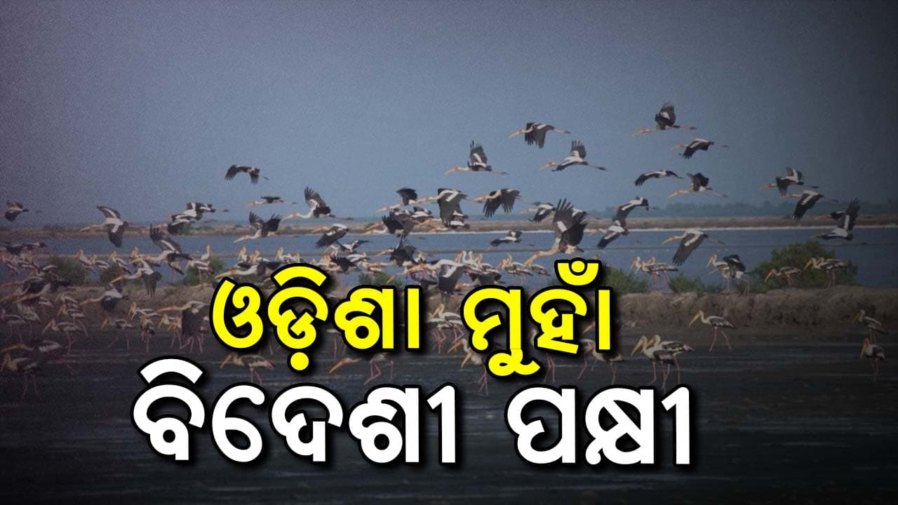 ଶୀତ ଋତୁରେ ଓଡ଼ିଶାକୁ ଆସିଛନ୍ତି ୨୩ ଲକ୍ଷ ୫୫ ହଜାର ୮୫୦ଟି ବିଦେଶୀ ପକ୍ଷୀ 