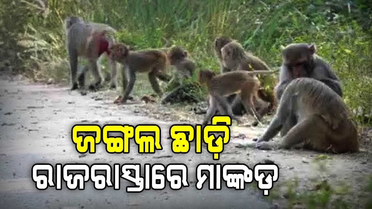 ଖାଦ୍ୟ ଅଭାବରୁ ପଥଚାରୀଙ୍କ ଉପରେ ଆକ୍ରମଣ କରୁଛନ୍ତି ମାଙ୍କଡ