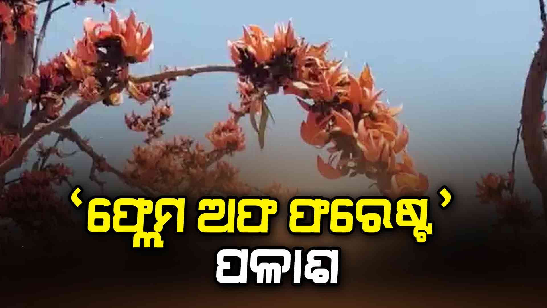 ରୂପ-ରଙ୍ଗ ଓ ସୌନ୍ଦର୍ଯ୍ୟର ଯାଦୁରେ ରୋମାଞ୍ଚିତ କରେ ପଳାଶ