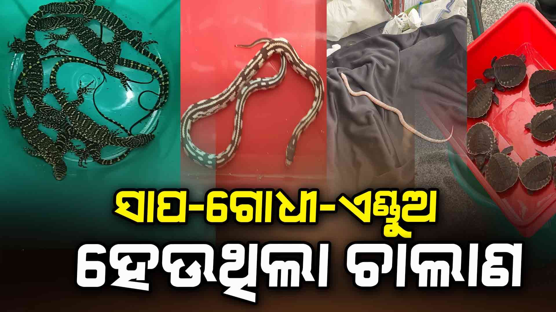 ବ୍ୟାଙ୍କକ୍‌ରୁ ଆସିଥିଲା ସାପ-କୁମ୍ଭୀର-ଗୋଧୀ-ଏଣ୍ଡୁଅ !