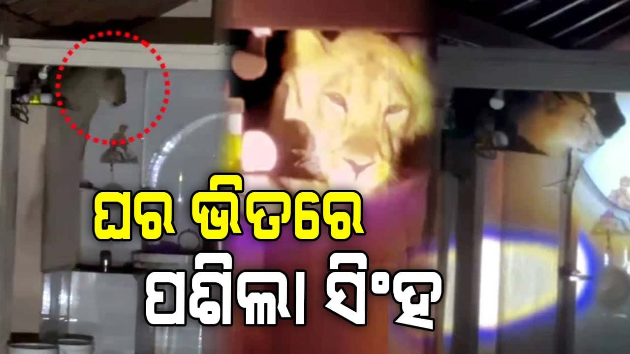 ରୋଷେଇ ଘରେ ପଶିଲା ସିଂହ, ଭୟରେ ବାହାରକୁ ଦୌଡିଲେ ଘର ଲୋକେ