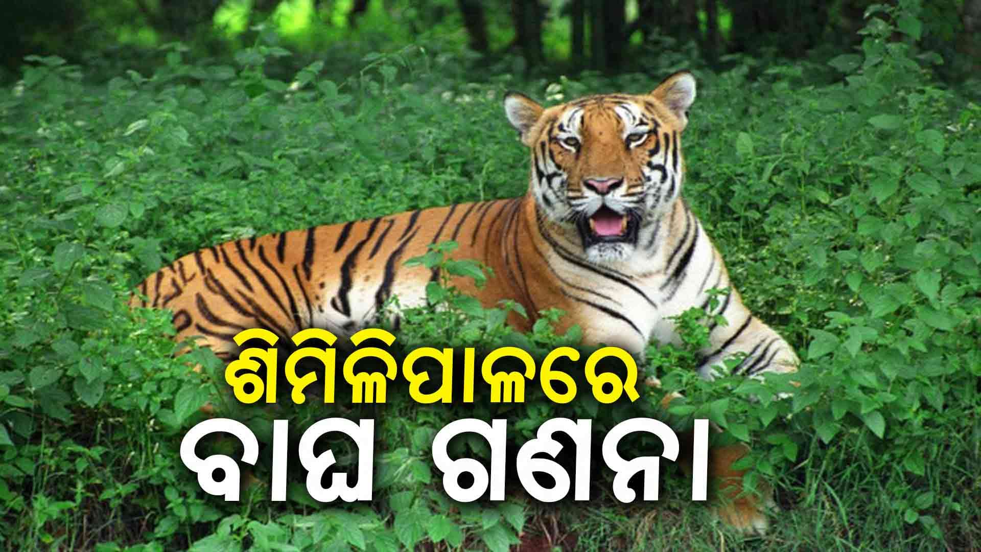  ଆଜିଠୁ ଶିମିଳିପାଳରେ  ଆରମ୍ଭ ହେଲା ବାଘ ଗଣନା