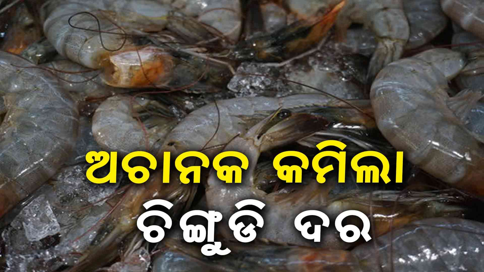 ଆମେରିକା ଟାରିଫ୍ ଯୋଗୁ ଭାରତରେ ଚିଙ୍ଗୁଡି ଦର୍ କମିଲା 