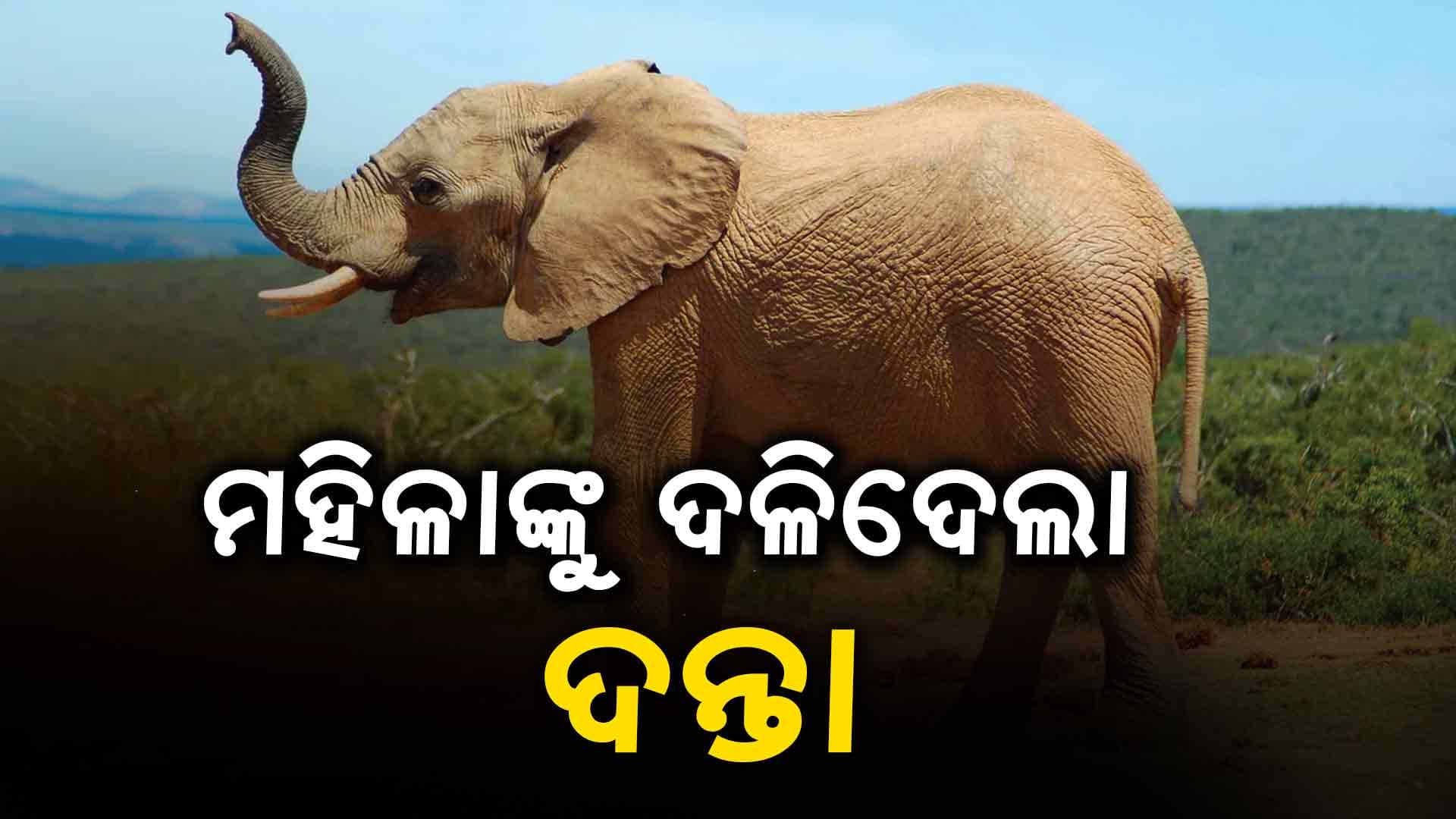 ମହିଳାଙ୍କୁ ଦଳିଦେଲା ଗୋଠଛଡା ଦନ୍ତା