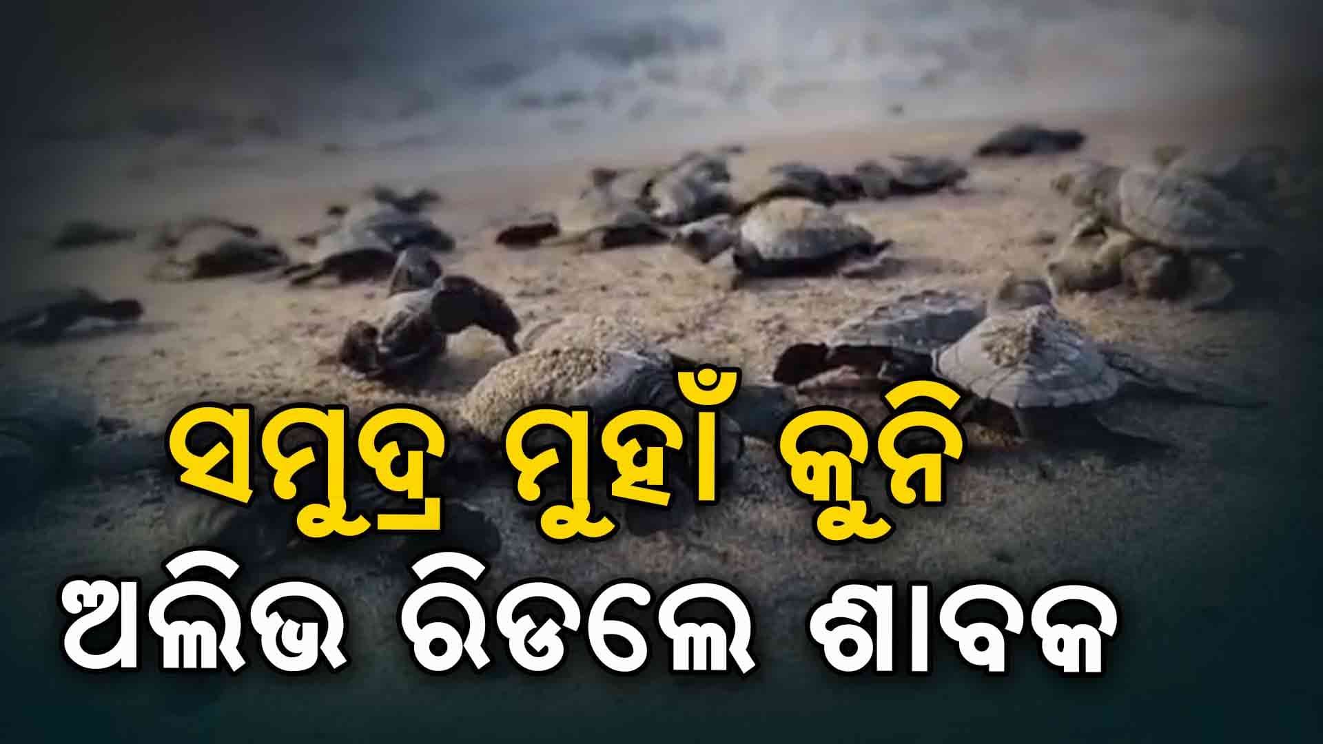 ପଥକୁ ଫେରୁଛନ୍ତି କୁନି କୁନି କଇଁଛ ଶାବକ