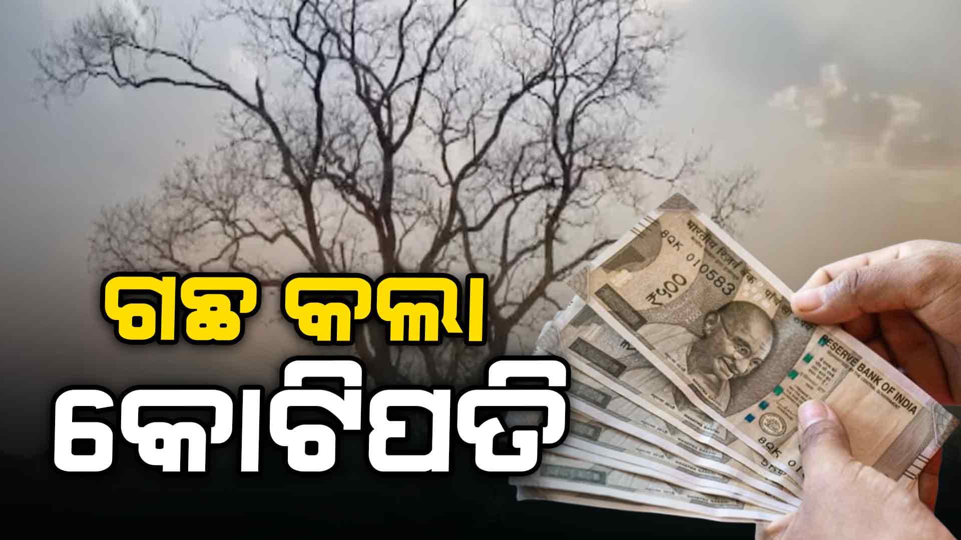 କୃଷକଙ୍କୁ ରାତାରାତି ମାଲାମାଲ କରି ଦେଲା ଗୋଟିଏ ଗଛ