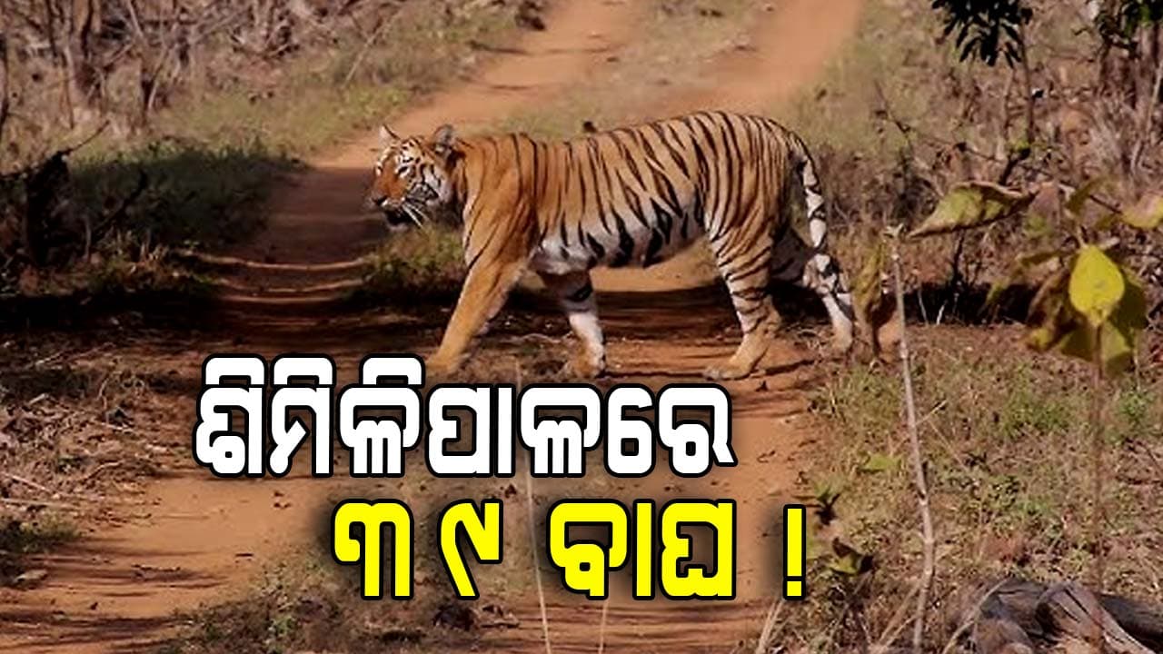 ଅକ୍ଟୋବରରୁ ବାଘଗଣନା, ଶିମିଳିପାଳରେ ବଢ଼ୁଛି ବାଘ ସଂଖ୍ୟା