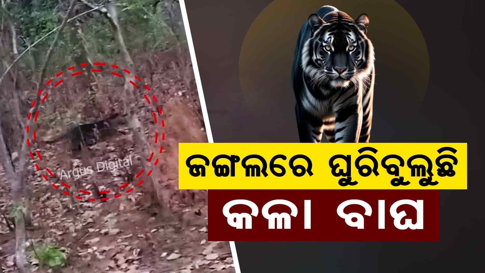 ଗାଁ ଜଙ୍ଗଲରେ ବୁଲୁଛି କଳା ବାଘ, ଲୋକେ ଛାନିଆ