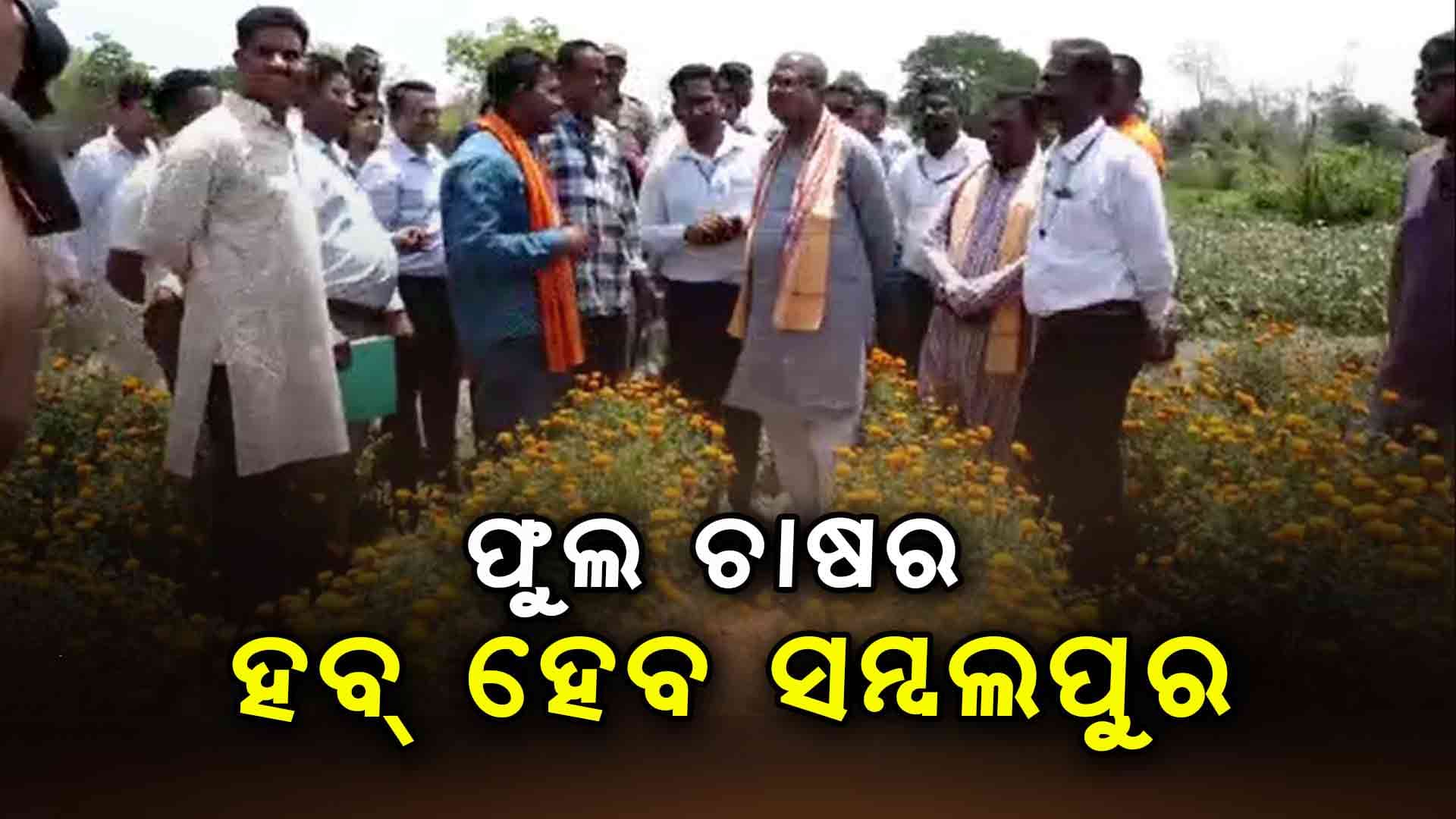 କେବଳ ଶୀତ ଦିନ ନୁହେଁ ଏଣିକି ବର୍ଷ ସାରା ଉତ୍ପାଦନ ହେବ ଫୁଲ