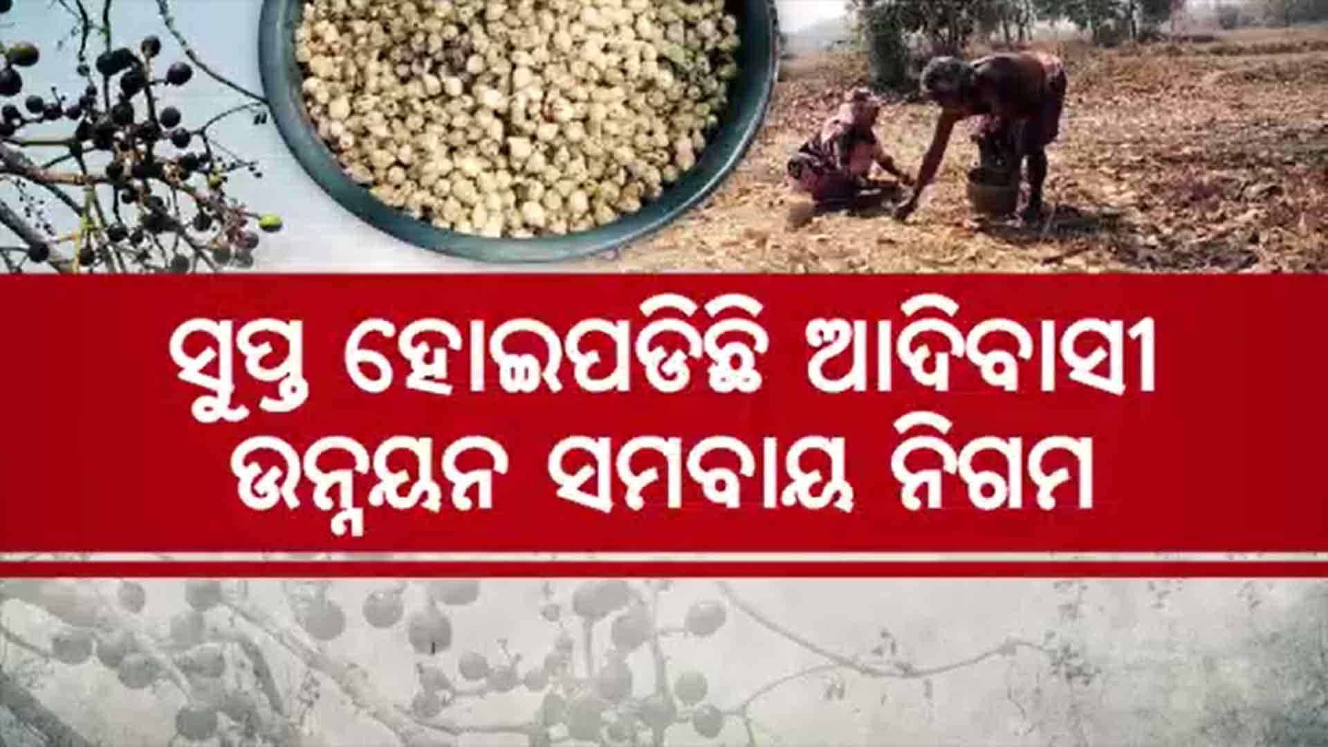ଦଲାଲ ହାତରେ ଆଦିବାସୀଙ୍କ ଲଘୁବନଜାତ ଦ୍ରବ୍ୟ