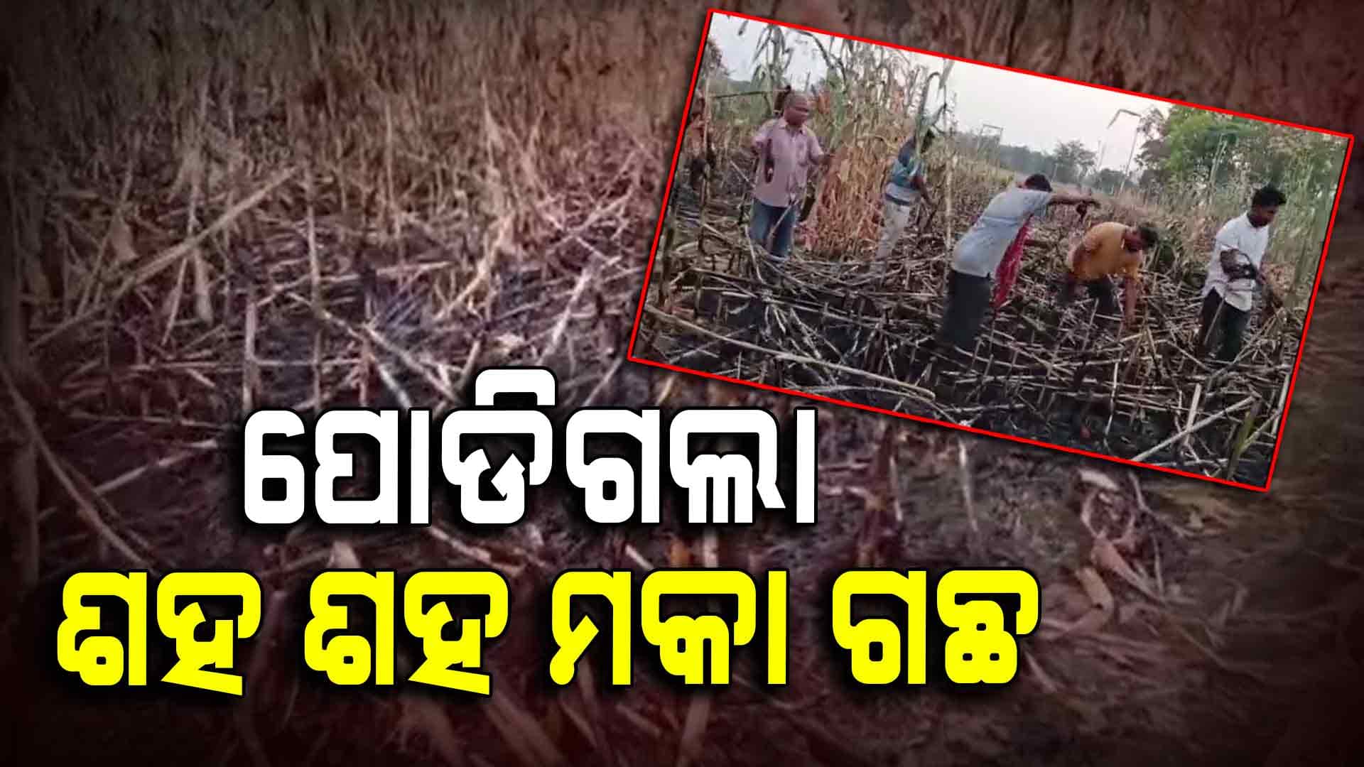 ମକା ଫସଲରେ ନିଆଁ ଲଗେଇଦେଲେ ଦୁର୍ବୃତ୍ତ