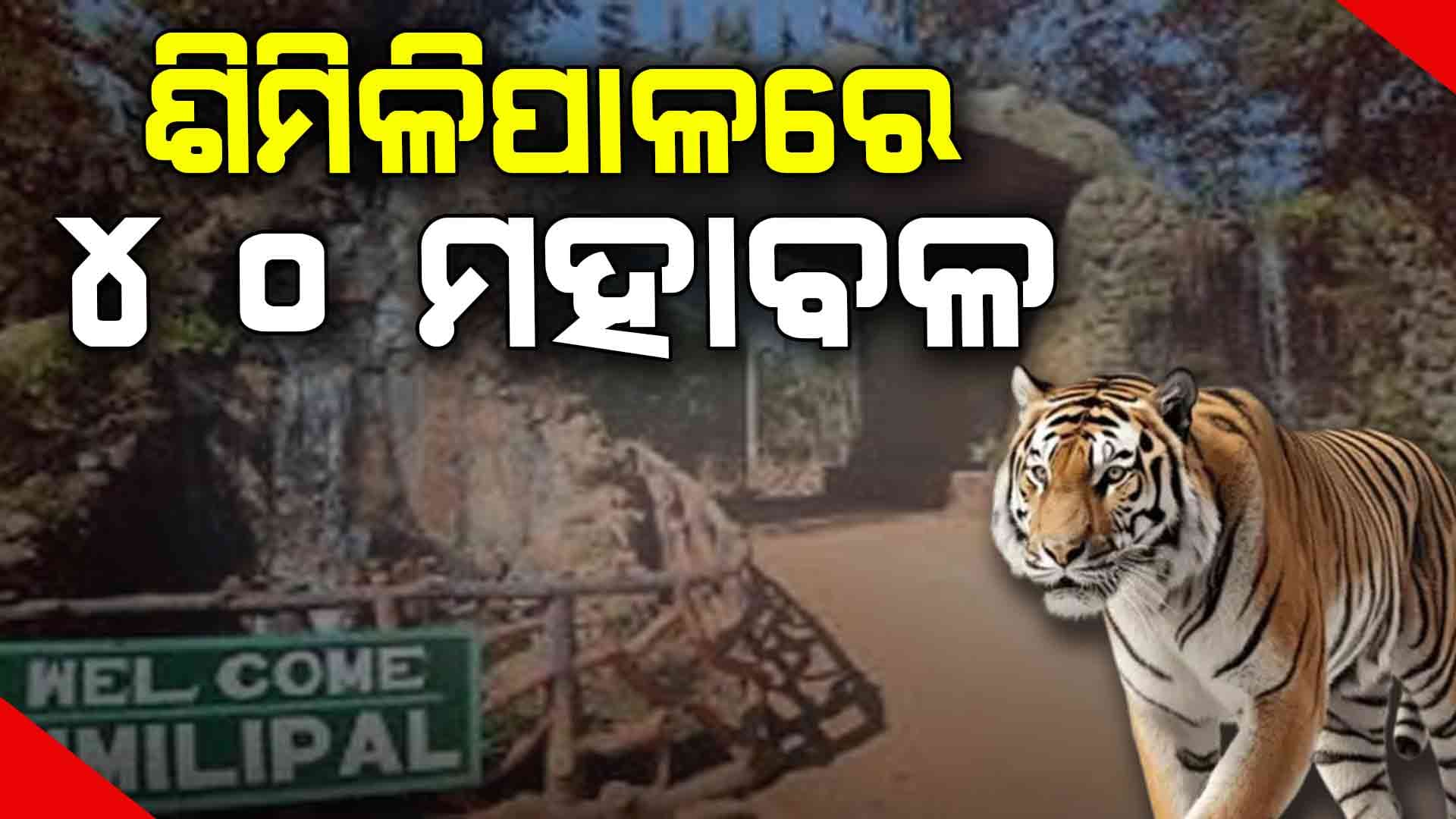 ଶିମିଳିପାଳରେ ବଢୁଛି ମହାବଳ ବାଘ ସଂଖ୍ୟା 