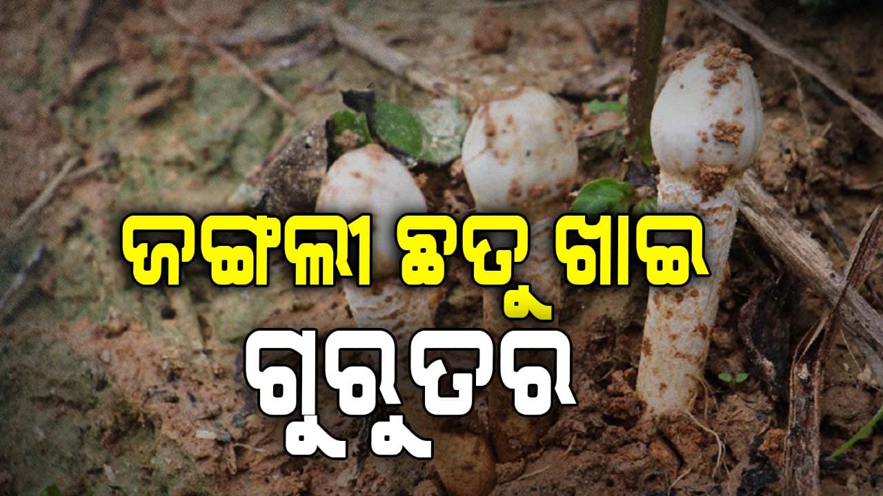 ବିଷାକ୍ତ ଛତୁ ଖାଇ ୬ ଗୁରୁତର