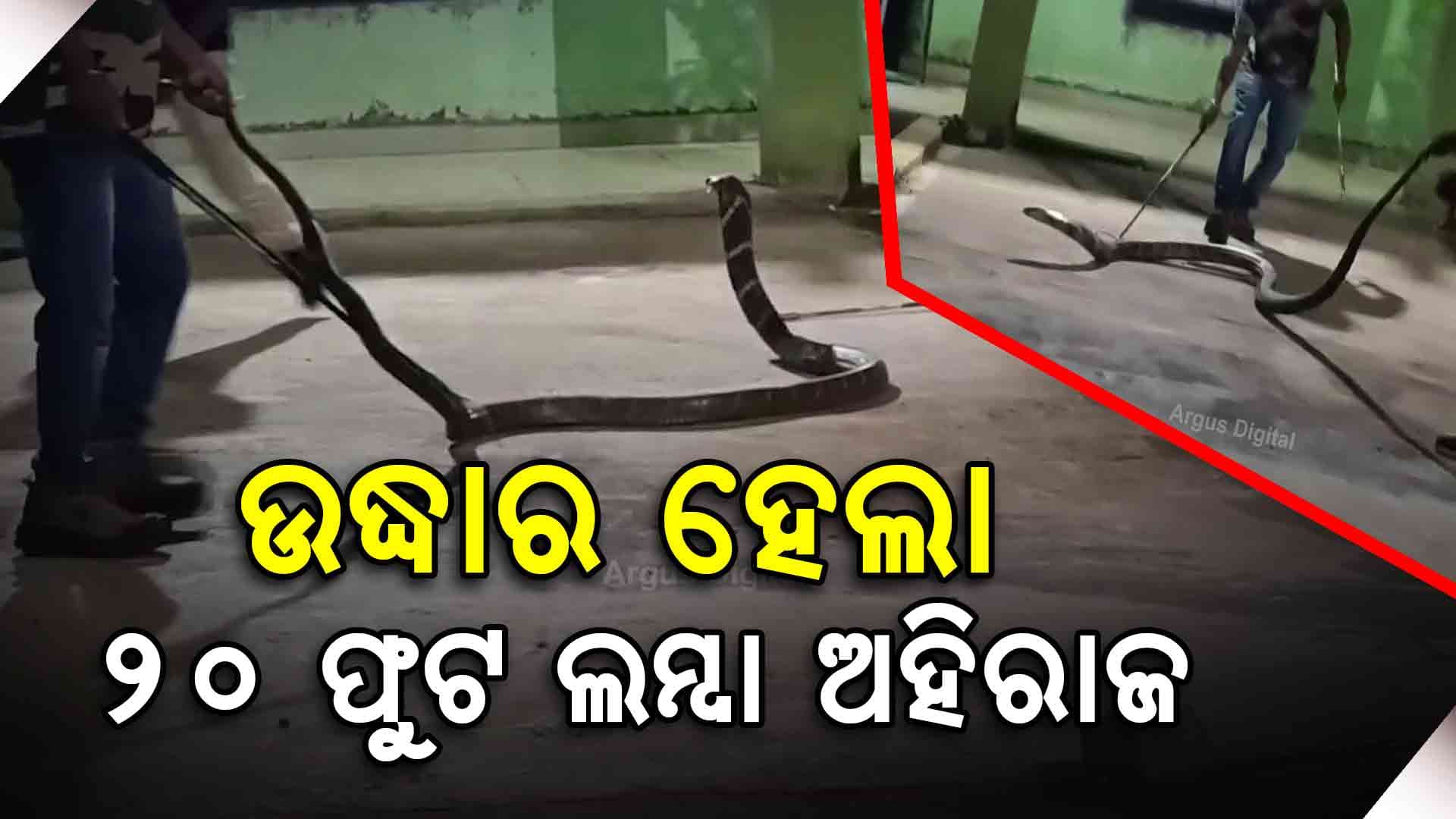 ସ୍କୁଲରୁ ଉଦ୍ଧାର ହେଲା ୨୦ ଫୁଟ ଲମ୍ବା ଅହିରାଜ ସାପ