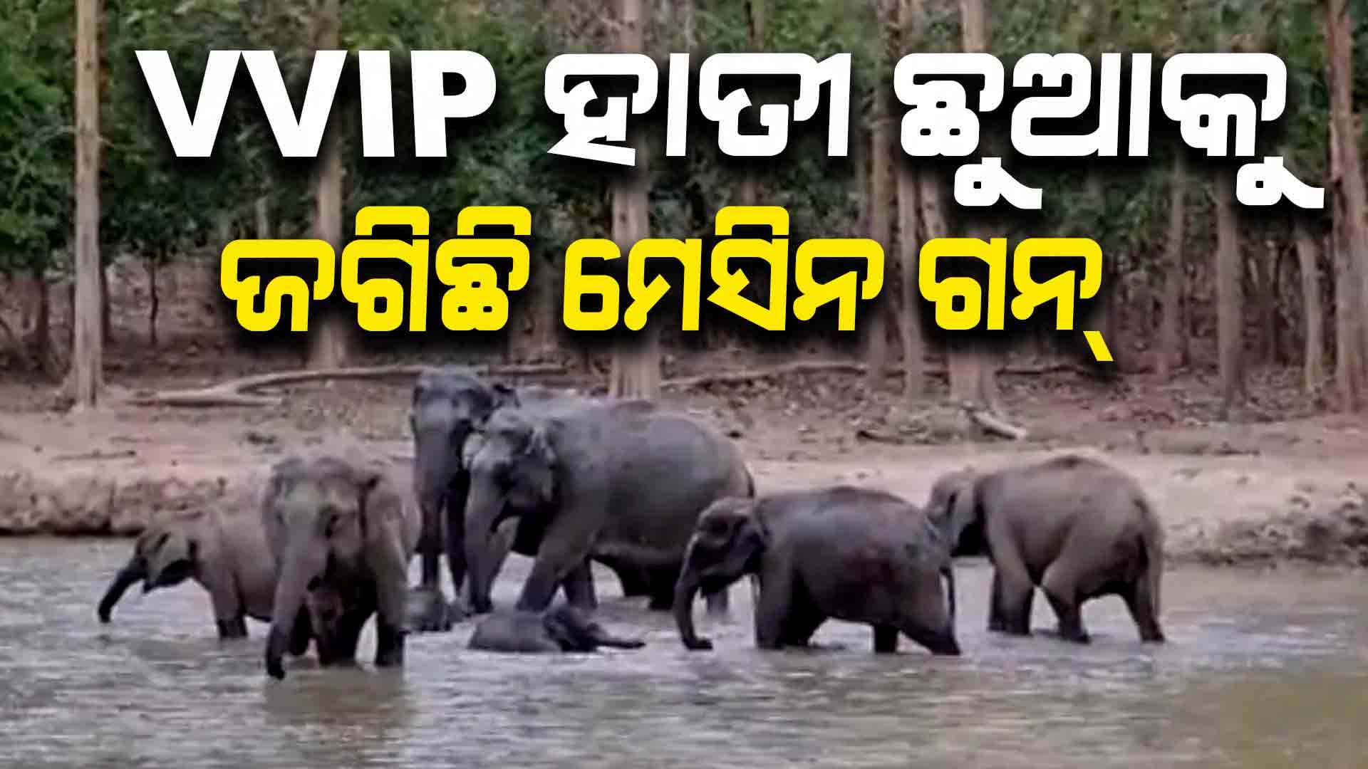 ଜଳକ୍ରୀଡ଼ା ବେଳେ ହାତୀ ଛୁଆକୁ ଦିଆଯାଇଛି Z Plus ସୁରକ୍ଷା