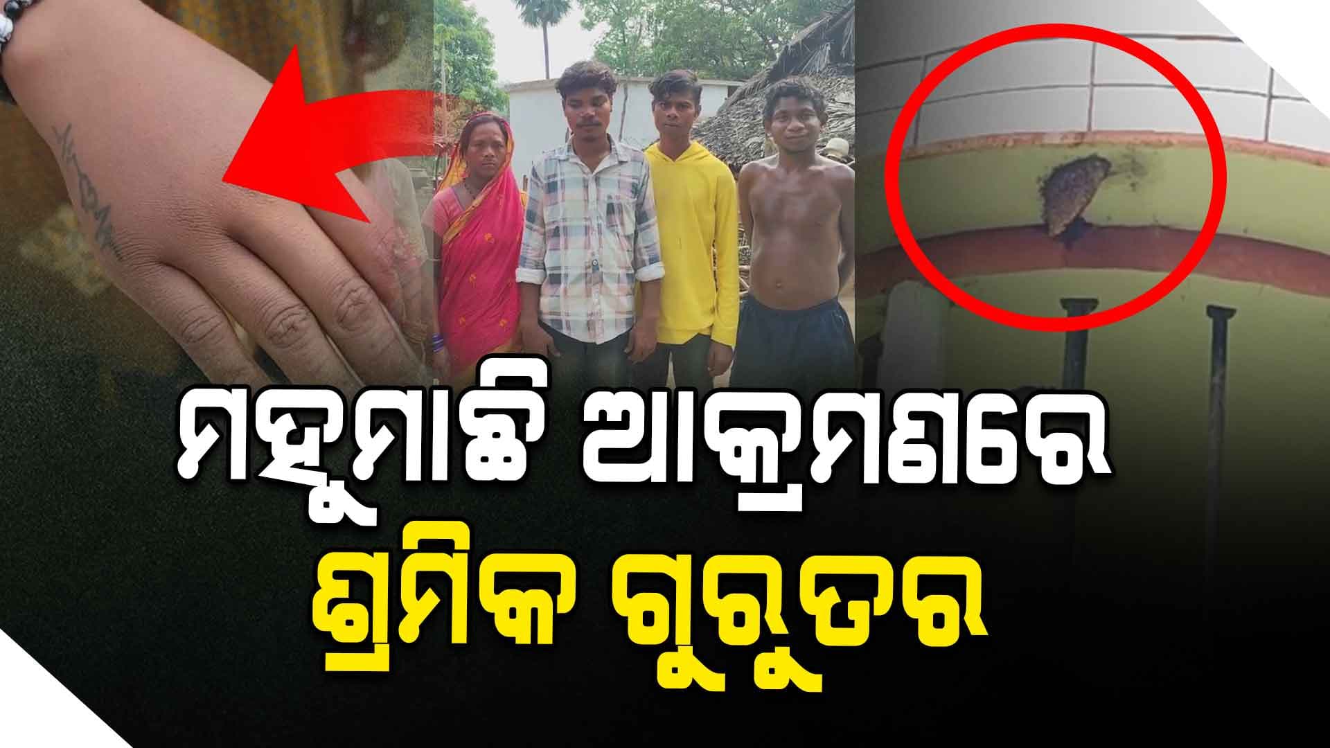 ମହୁମାଛି ଆକ୍ରମଣରେ ୧୦ଜଣ ଶ୍ରମିକ ଗୁରୁତର ଆହତ