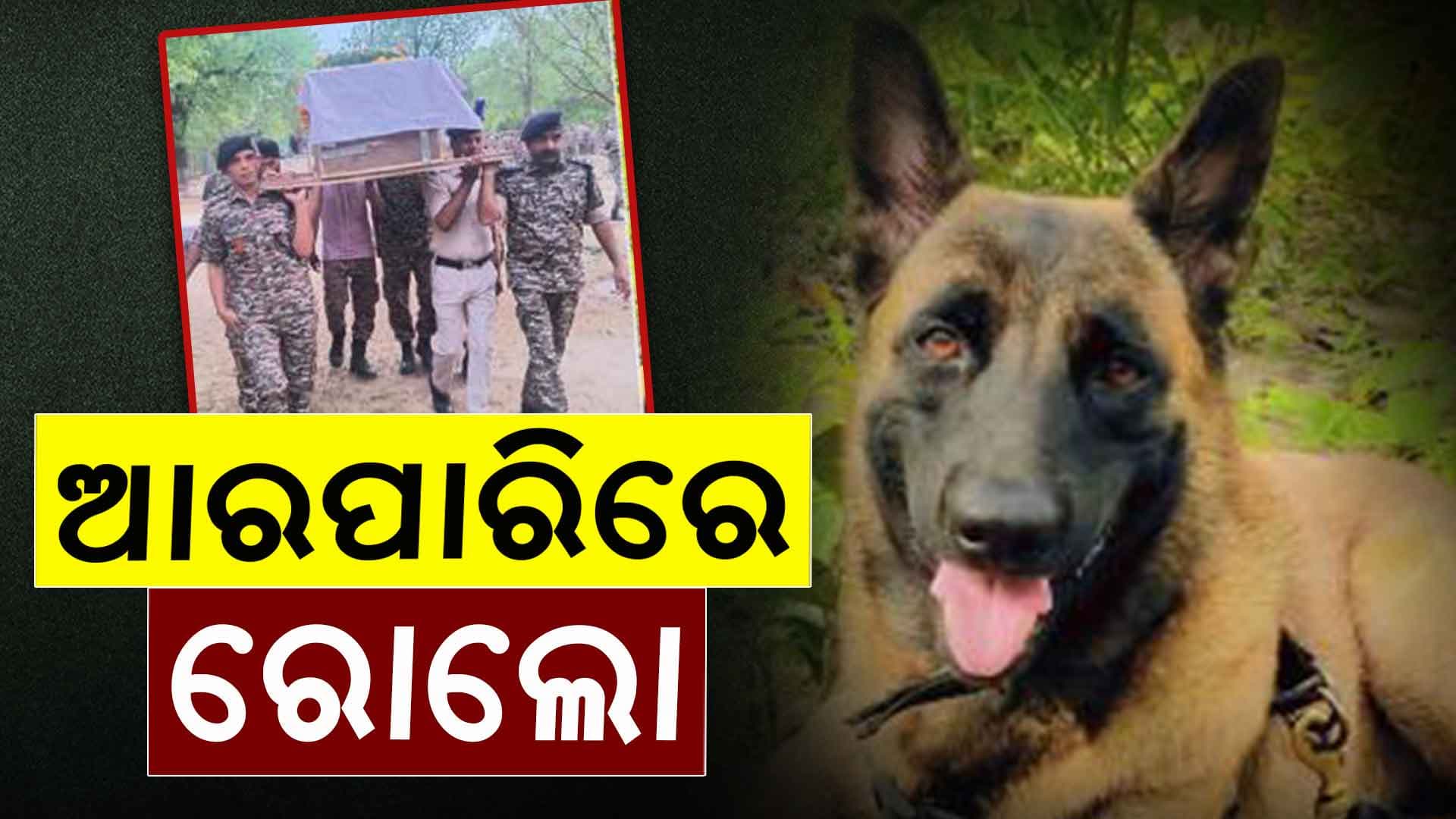 CRPFର ସ୍ବତନ୍ତ୍ର ଅଭିଯାନ ସାରି ଫେରିବା ବାଟରେ ଆଖିବୁଜିଲା ରୋଲୋ