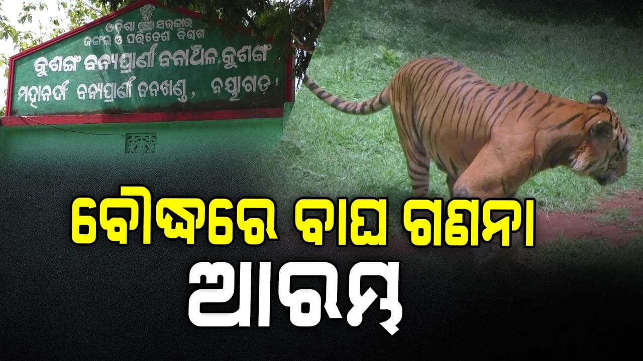 ବୌଦ୍ଧରେ ଆରମ୍ଭ ହେଲା ବାଘ ଗଣନା 