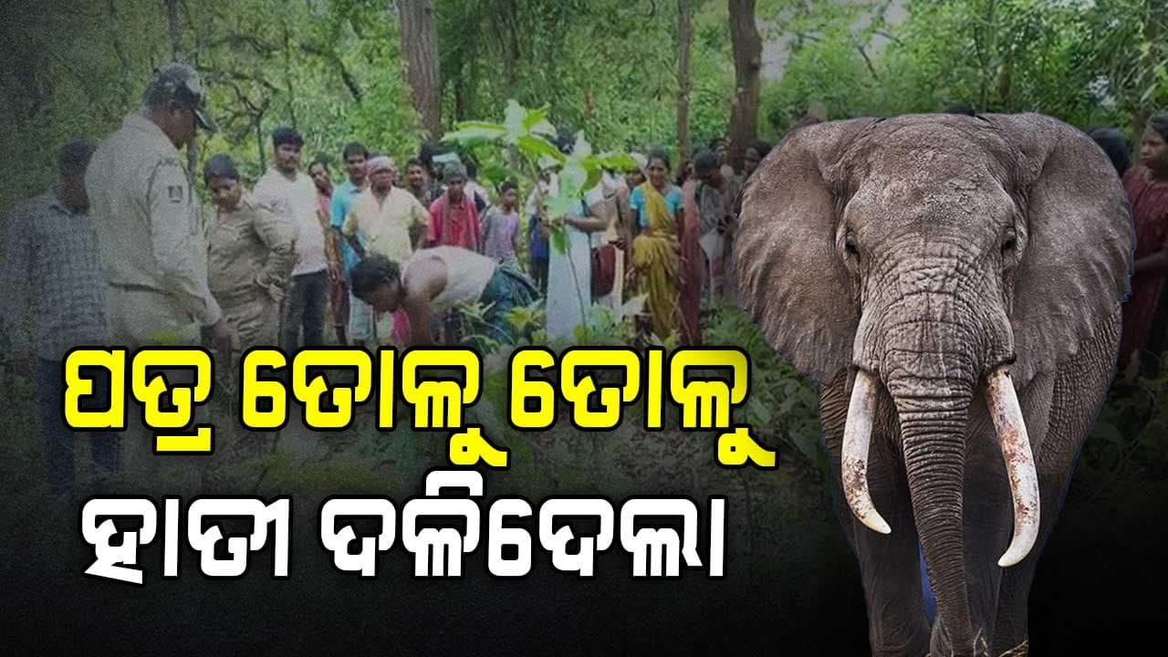 ଜଙ୍ଗଲରେ ମହିଳାଙ୍କୁ ଦଳିଦେଲା ହାତୀ