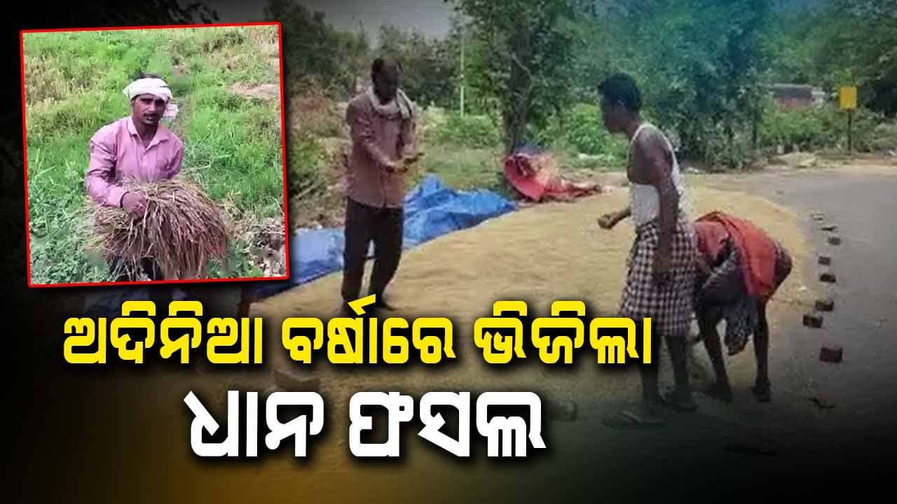 ଅଦିନିଆ ବର୍ଷାରେ ଭିଜିଲା ଧାନ ଫସଲ, ଚିନ୍ତାରେ ଚାଷୀ