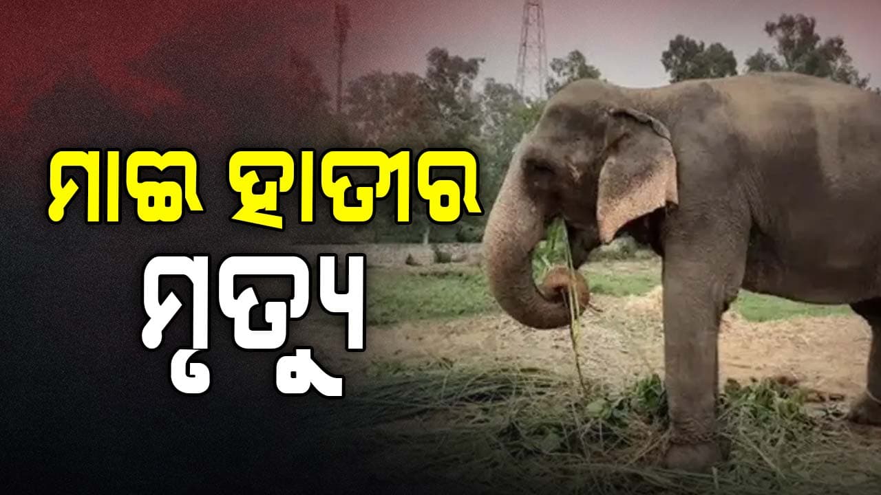ବାମରା ବନାଖଣ୍ଡରେ ବୃଦ୍ଧା ମାଈ ହାତୀର ମୃତ୍ୟୁ