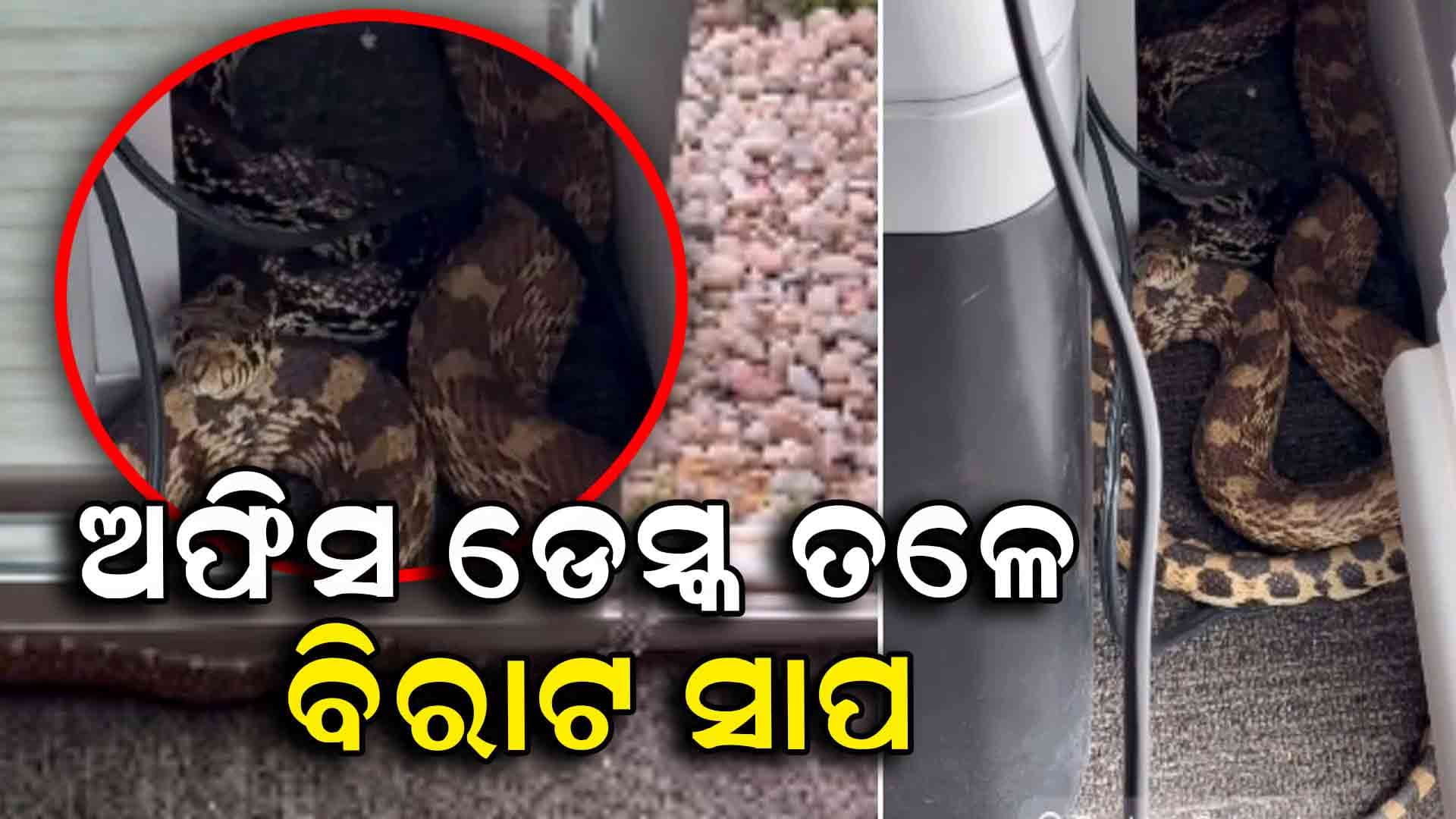 ଅଫିସ ଡେସ୍କ ତଳେ ୮ ଫୁଟ୍‌ର ବିଶାଳ ସାପ, ଭାଇରାଲ ହେଲା ଭିଡିଓ...