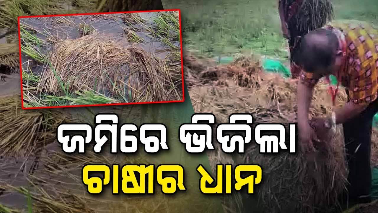 ଚାଷୀର ପରିଶ୍ରମକୁ ଧୋଇଦେଇଛି ବର୍ଷା, ଚିନ୍ତାରେ ଚାଷୀ