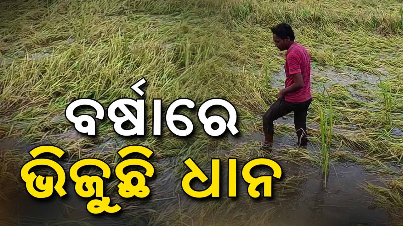 ଅଦିନିଆ ବର୍ଷାରେ ଭିଜିଲା ଧାନ: ଚିନ୍ତାରେ ଚାଷୀ