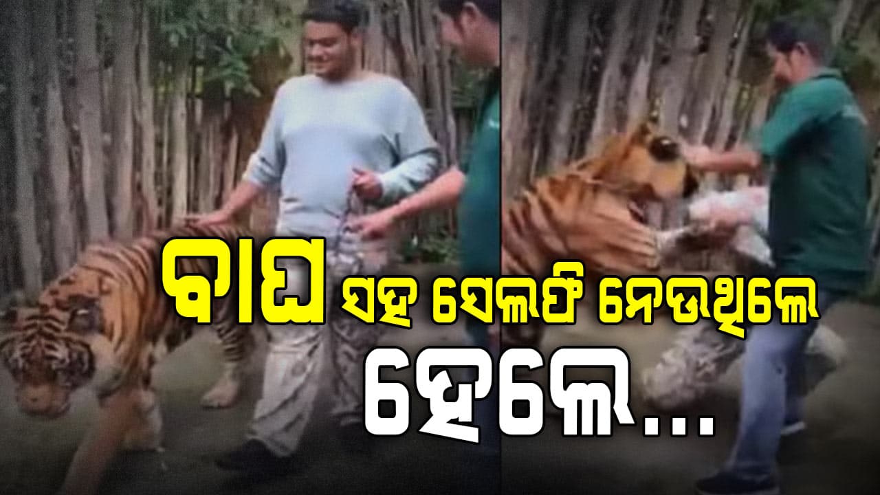 VIRAL:ବାଘ ସହ ସେଲଫି ନେଉ ନେଉ କଣ ହେଲା ଦେଖନ୍ତୁ ଭିଡିଓ...