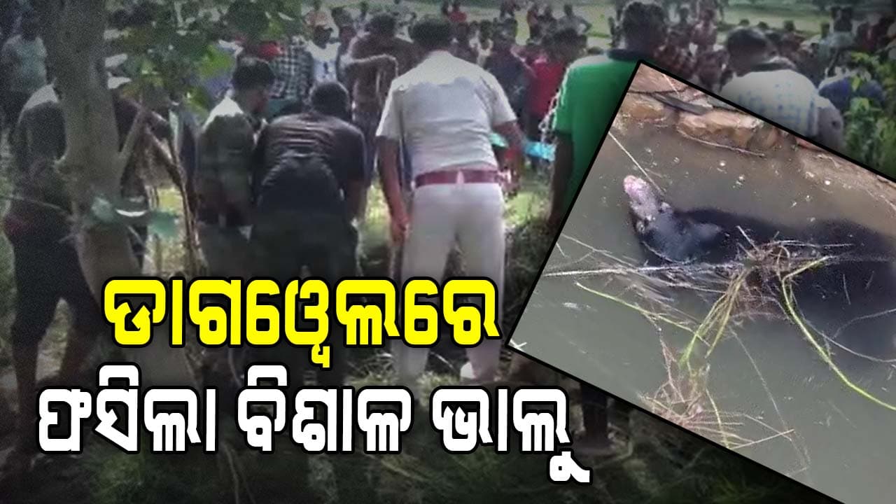 ଡାଗୱେଲରେ ଫସିଛି ଯାଇଛି ଭାଲୁ ଉଦ୍ଧାର କାର୍ଯ୍ୟ ଜାରି