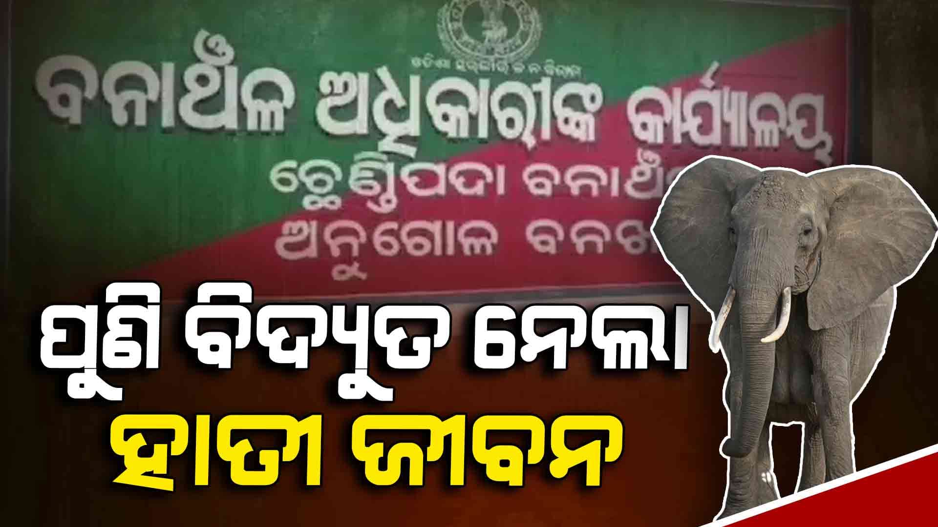 ସୋଲାର କରେଣ୍ଟ ଲାଗି ମାଈ ହାତୀର ମୃତ୍ୟୁ