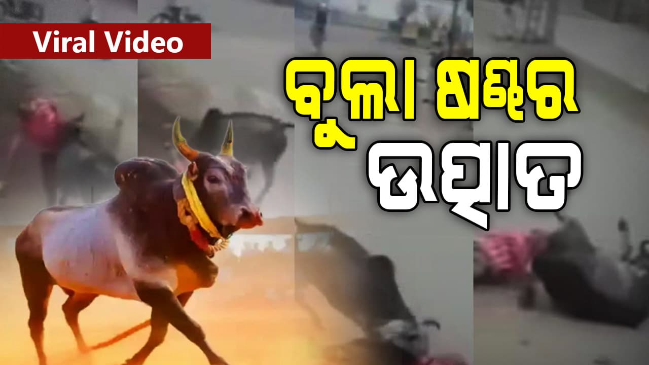 ନାଲି ସାର୍ଟ ପିନ୍ଧି ଘରୁ ବାହାରୁଥିଲେ ବୃଦ୍ଧ, ଦେଖିଦେଲା ଷଣ୍ଢ.. ତାପରେ...
