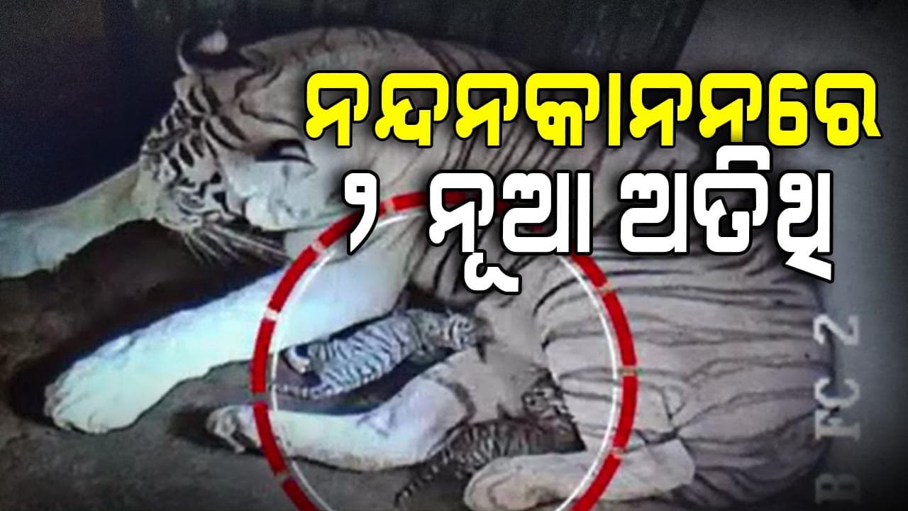 ୨ଟି ଛୁଆ ଜନ୍ମ ଦେଲା ନନ୍ଦନକାନରରେ ଧଳାବାଘୁଣୀ ମୌସୁମୀ