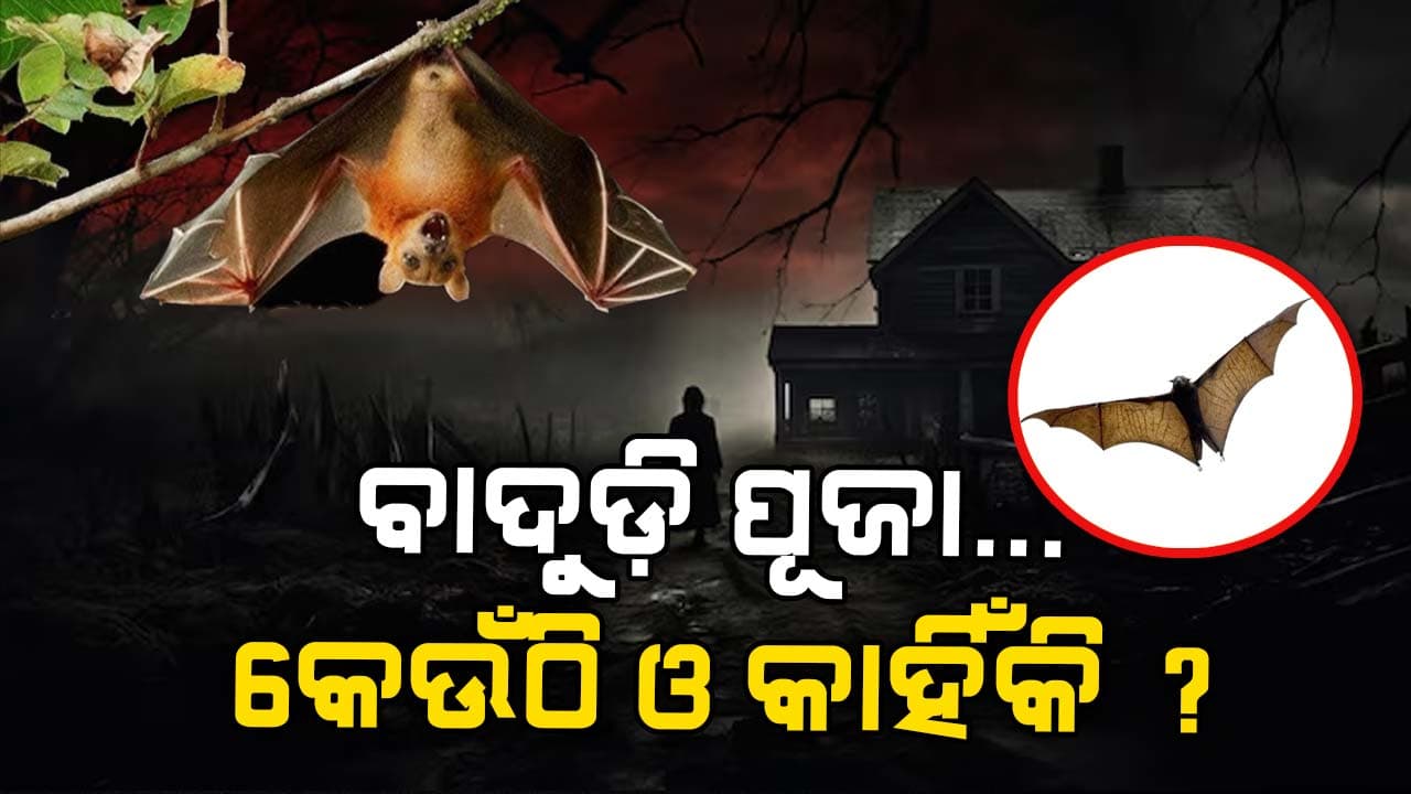 ବାଦୁଡ଼ିକୁ ଏଠାରେ ପୂଜା କରାଯାଏ...