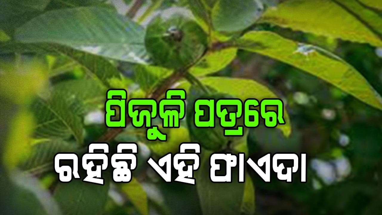 ସକାଳେ ଖାଲି ପେଟରେ ୩/୪ଟି ପିଜୁଳି ପତ୍ର ଚୋବାଇକି ଖାଆନ୍ତୁ: ମିଳିବ ଏହି ଫାଏଦା