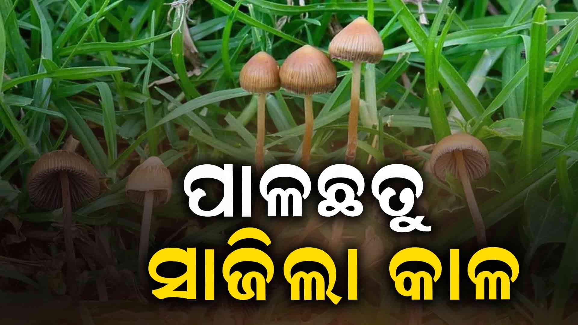 ଛତୁ ଖାଇ ଗୋଟିଏ ପରିବାରର ୫ଜଣ ଝାଡ଼ାବାନ୍ତିରେ ଆକ୍ରାନ୍ତ