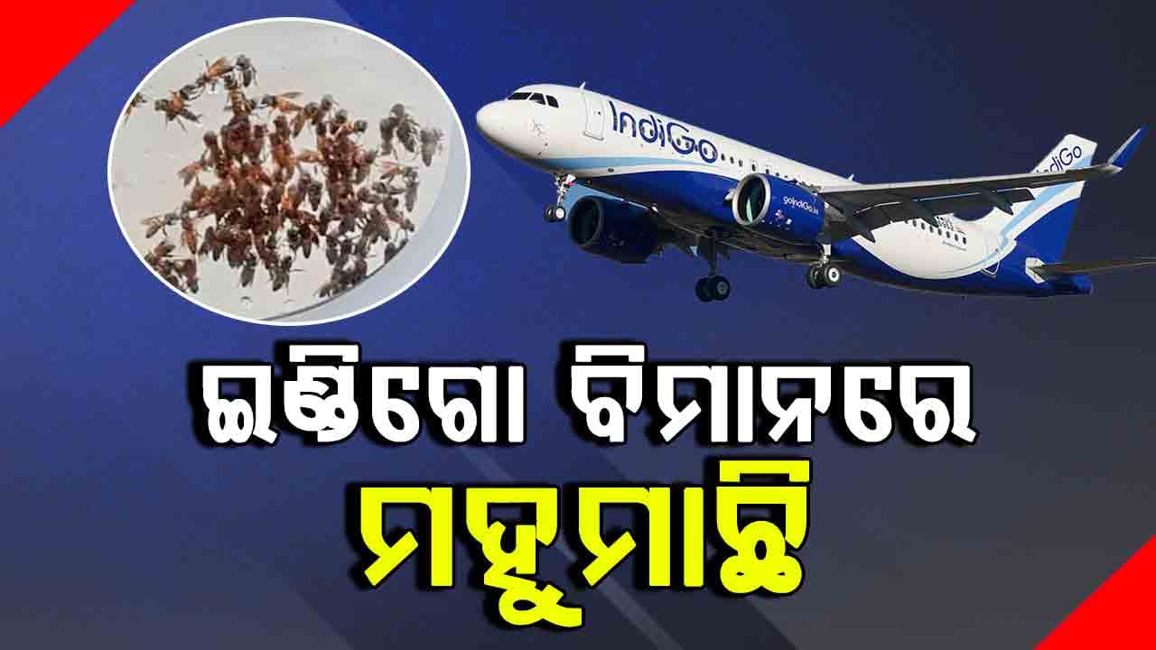 ଇଣ୍ଡିଗୋରେ ମହୁମାଛି ଆତଙ୍କ: ୧ ଘଣ୍ଟା ବିଳମ୍ବରେ ଉଡାଣ ଭରିଲା ସୁରତ-ଜୟପୁର ବିମାନ