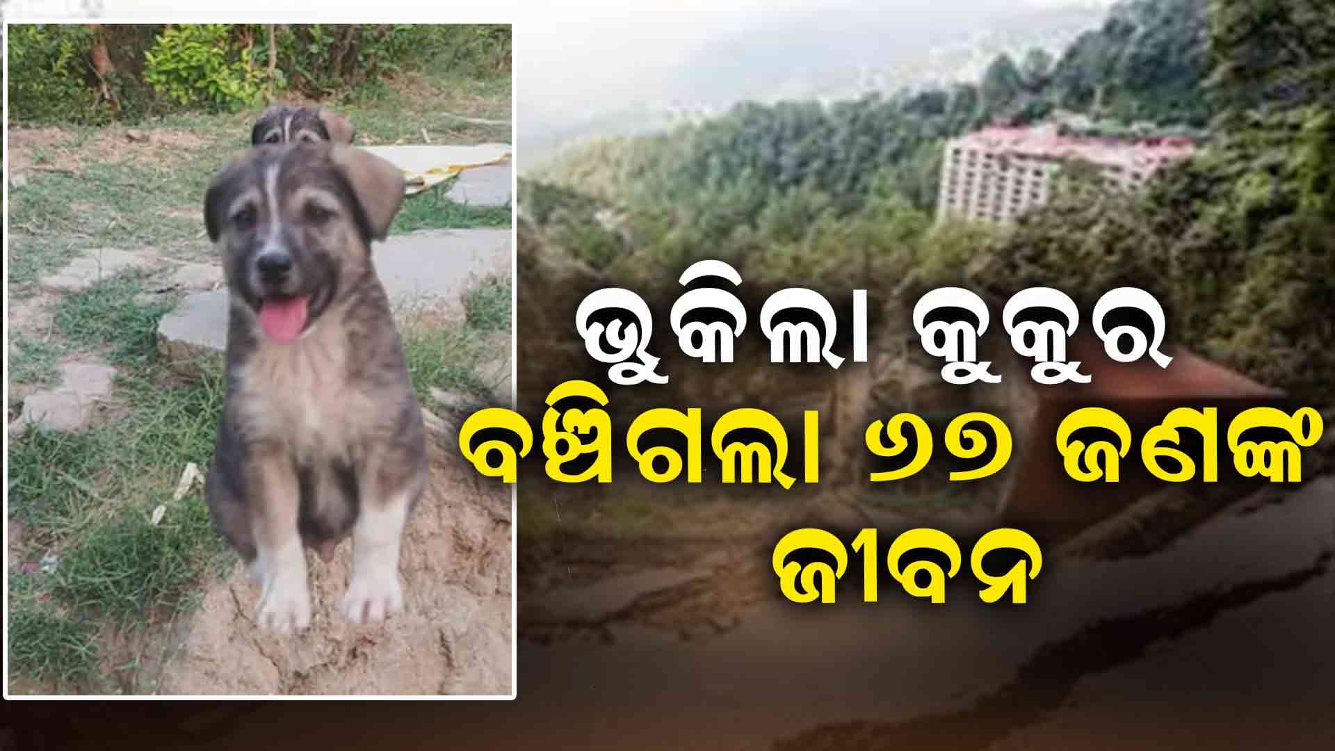  67 ଜଣଙ୍କ ଜୀବନ ବଞ୍ଚାଇଦେଲା କୁକୁର